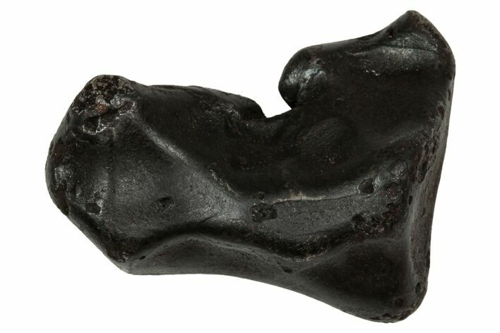 Fusion Crusted Sikhote-Alin Iron Meteorite ( g) - Russia #334560